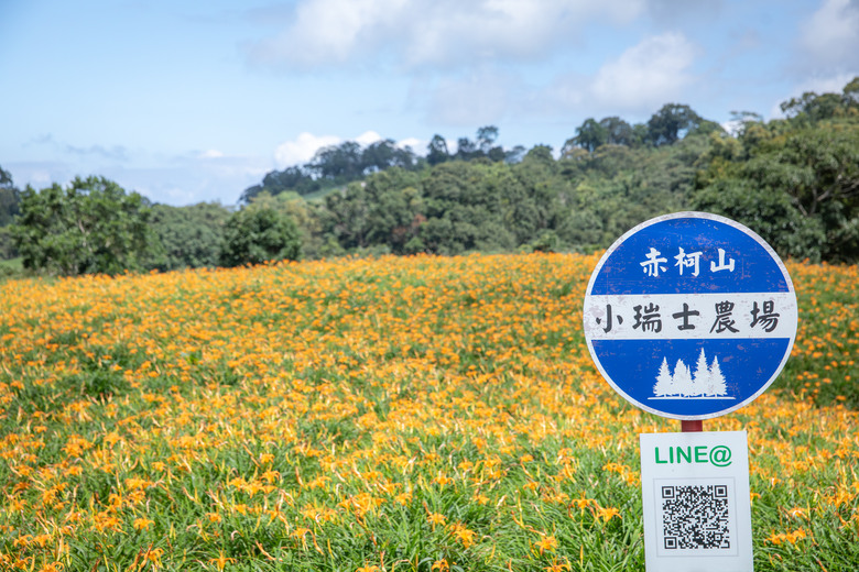 熱血一日暢遊赤柯山與六十石山金針花海美景