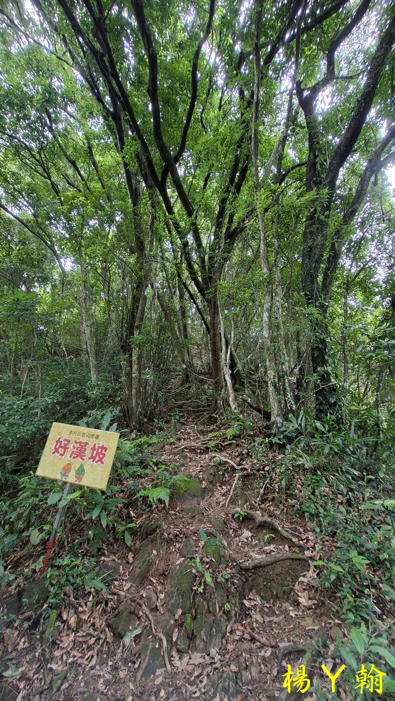 【森遊竹縣】新竹也有赤柯山？ 關西赤柯山、東獅頭山步道，山林中挑戰好漢坡