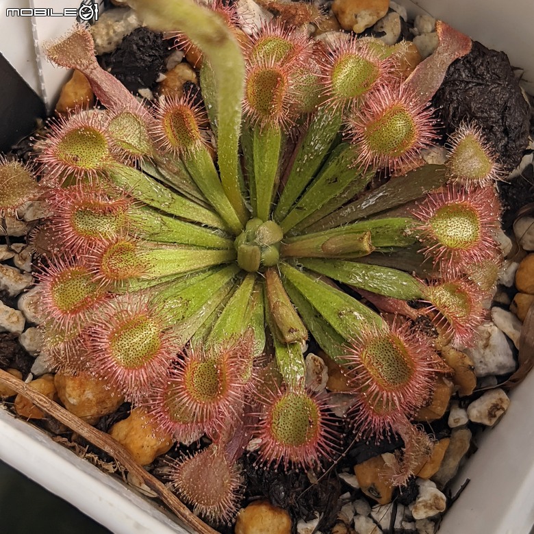 五爪木+毛氈苔+白冰秋海棠+白星... 台南市歸仁區七甲花卉區 09/28
