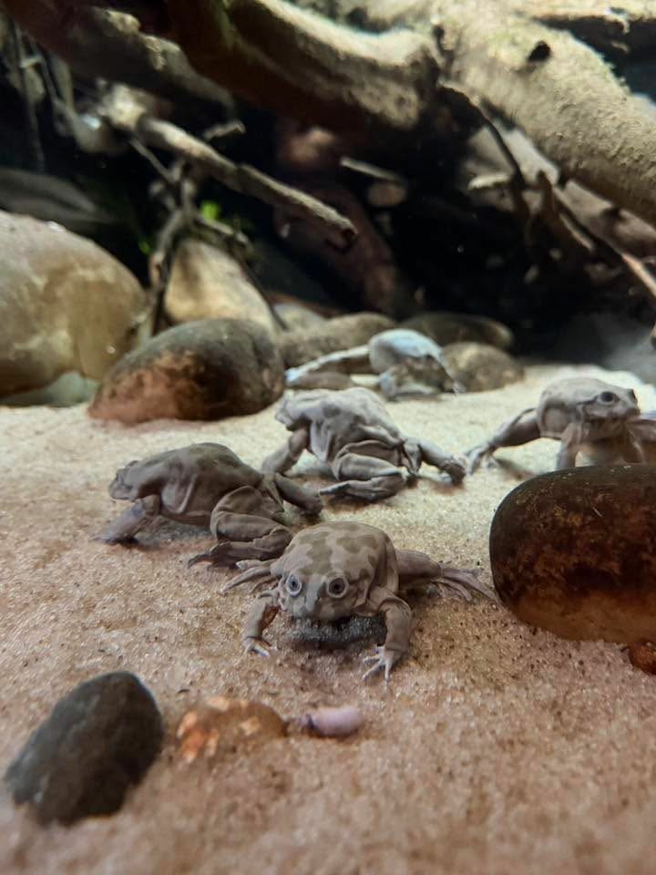 溫哥華親子景點-溫哥華水族館Vancouver Aquarium