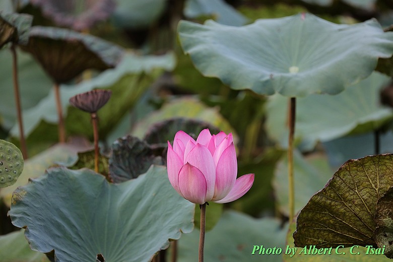 點我看大圖 【出水芙蓉】剛柔並濟的荷塘光影:當 5DS R + EF 100-400mm 遇上 5D4 + EF 70-300mm —— 一場植物園荷花池畔的雙機修行
