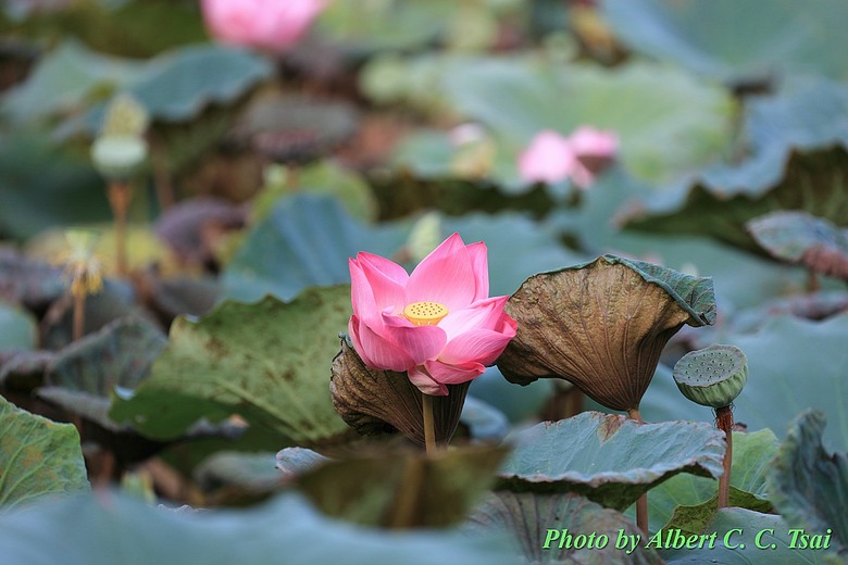 點我看大圖 【出水芙蓉】剛柔並濟的荷塘光影:當 5DS R + EF 100-400mm 遇上 5D4 + EF 70-300mm —— 一場植物園荷花池畔的雙機修行
