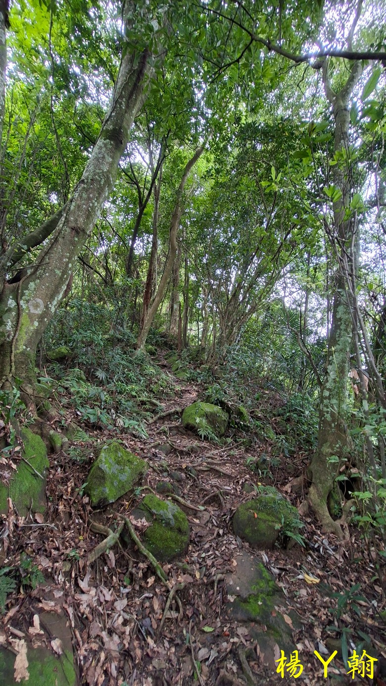 【森遊竹縣】新竹也有赤柯山？ 關西赤柯山、東獅頭山步道，山林中挑戰好漢坡