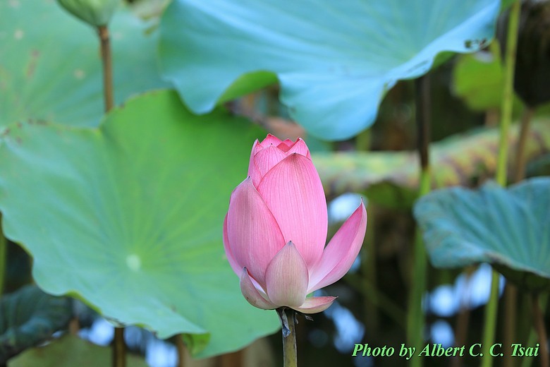 點我看大圖 【出水芙蓉】剛柔並濟的荷塘光影:當 5DS R + EF 100-400mm 遇上 5D4 + EF 70-300mm —— 一場植物園荷花池畔的雙機修行