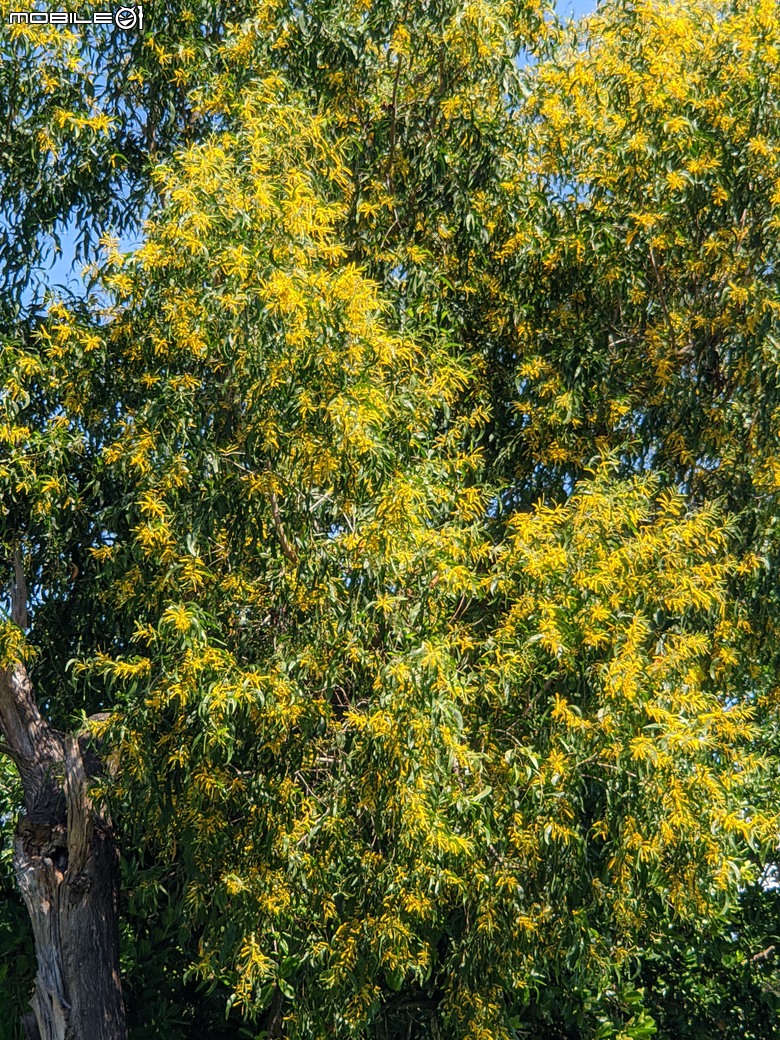 日日櫻+稜果榕+澤瀉... 台南市南區忠烈祠停車場 09/28