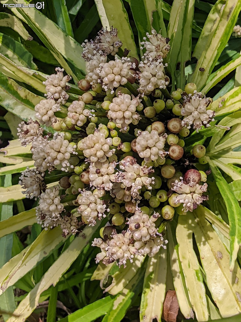 五爪木+毛氈苔+白冰秋海棠+白星... 台南市歸仁區七甲花卉區 09/28