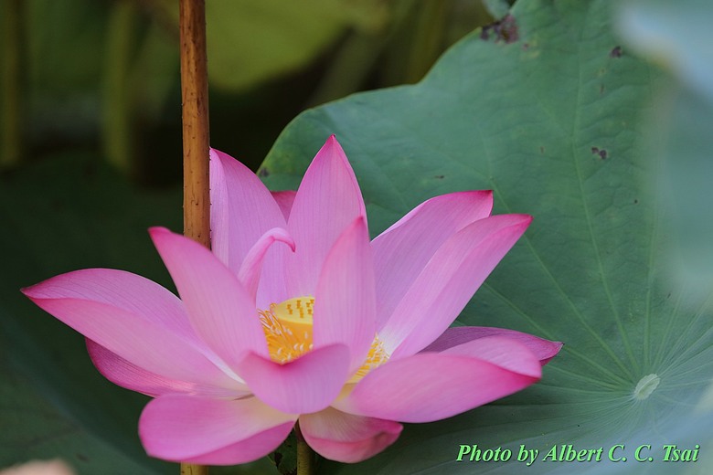 點我看大圖 【出水芙蓉】剛柔並濟的荷塘光影:當 5DS R + EF 100-400mm 遇上 5D4 + EF 70-300mm —— 一場植物園荷花池畔的雙機修行
