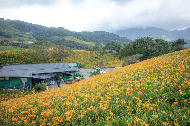 熱血一日暢遊赤柯山與六十石山金針花海美景