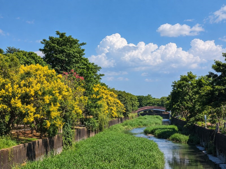 秋天限定雙色花景!北斗河濱公園美人樹粉紅花海開始現蹤!
