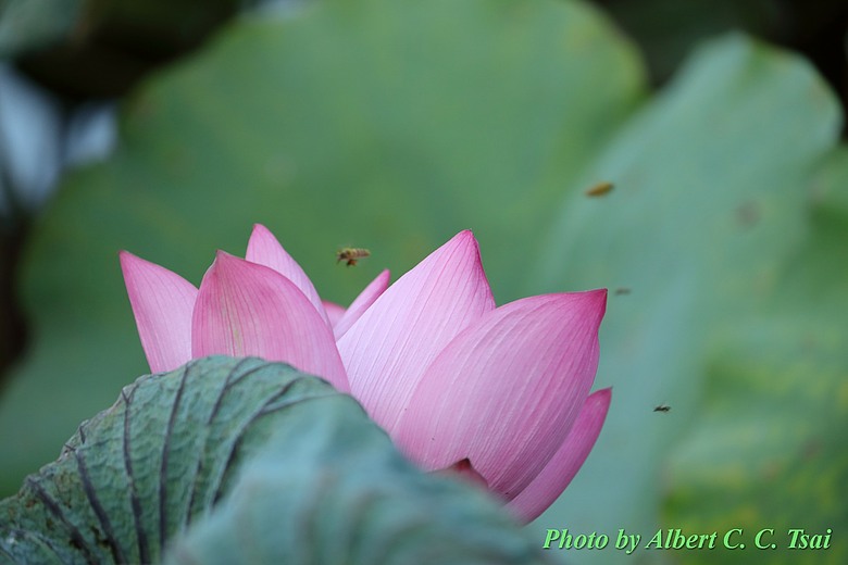 點我看大圖 【出水芙蓉】剛柔並濟的荷塘光影:當 5DS R + EF 100-400mm 遇上 5D4 + EF 70-300mm —— 一場植物園荷花池畔的雙機修行
