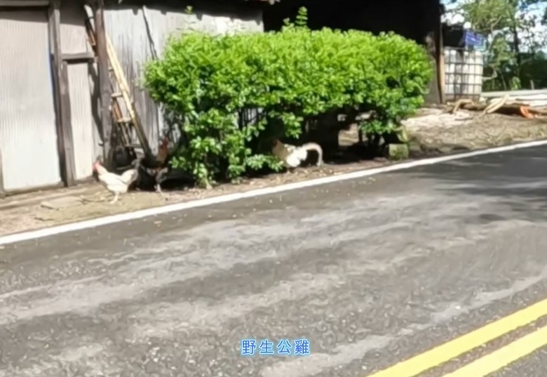 【2026 梅塔好行】挑戰直上塔塔加！55公里陡升2200公尺，從梅子夢工廠一路榨乾腿力！
