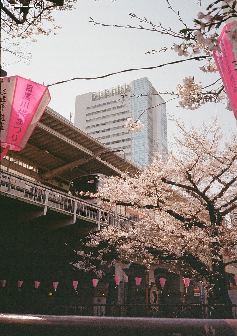 Pentax 17 旅行分享 - 2026 3月 Tokyo