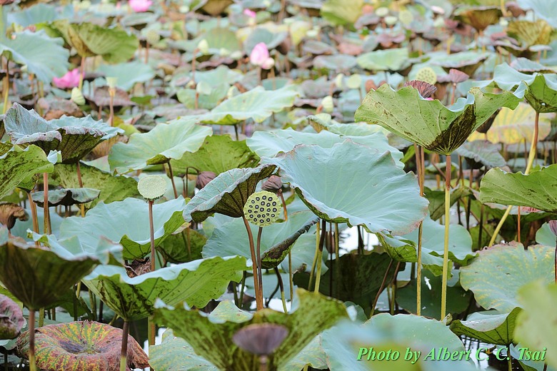 點我看大圖 【出水芙蓉】剛柔並濟的荷塘光影:當 5DS R + EF 100-400mm 遇上 5D4 + EF 70-300mm —— 一場植物園荷花池畔的雙機修行