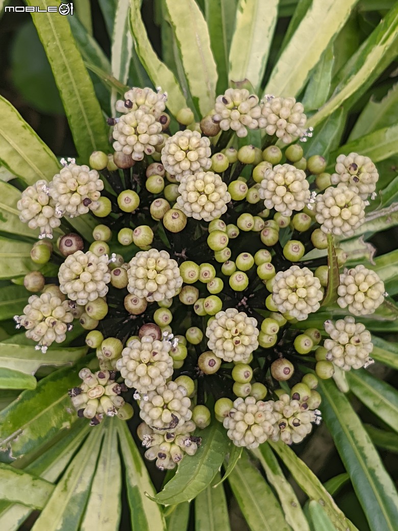 五爪木+毛氈苔+白冰秋海棠+白星... 台南市歸仁區七甲花卉區 09/28