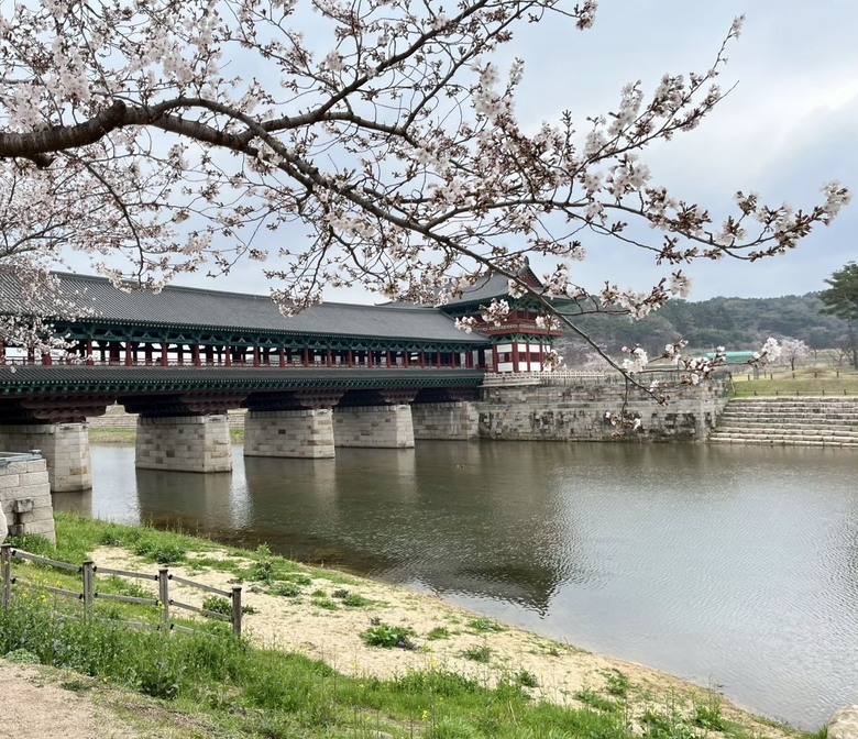 釜山櫻花之旅—慶州校村＋一路吃韓式料理