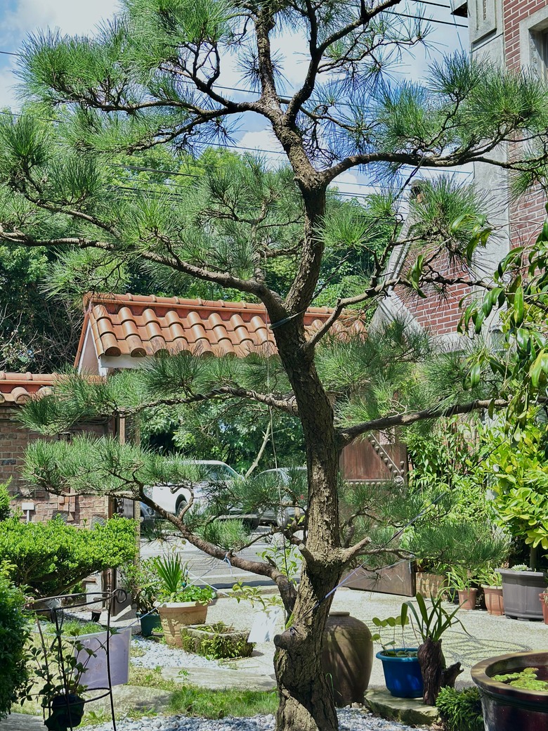 連神明都想偷吃的客家餐館｜龍潭糧園客家小館