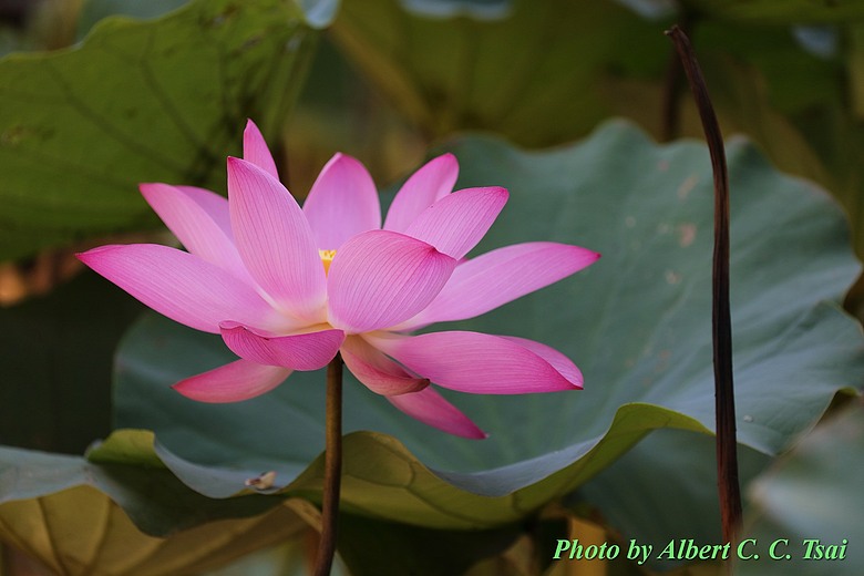 點我看大圖 【出水芙蓉】剛柔並濟的荷塘光影:當 5DS R + EF 100-400mm 遇上 5D4 + EF 70-300mm —— 一場植物園荷花池畔的雙機修行