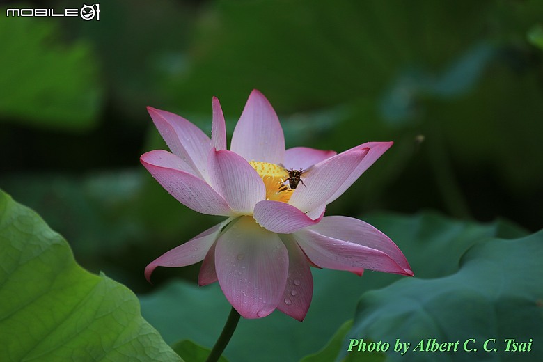 點我看大圖 【出水芙蓉】剛柔並濟的荷塘光影:當 5DS R + EF 100-400mm 遇上 5D4 + EF 70-300mm —— 一場植物園荷花池畔的雙機修行
