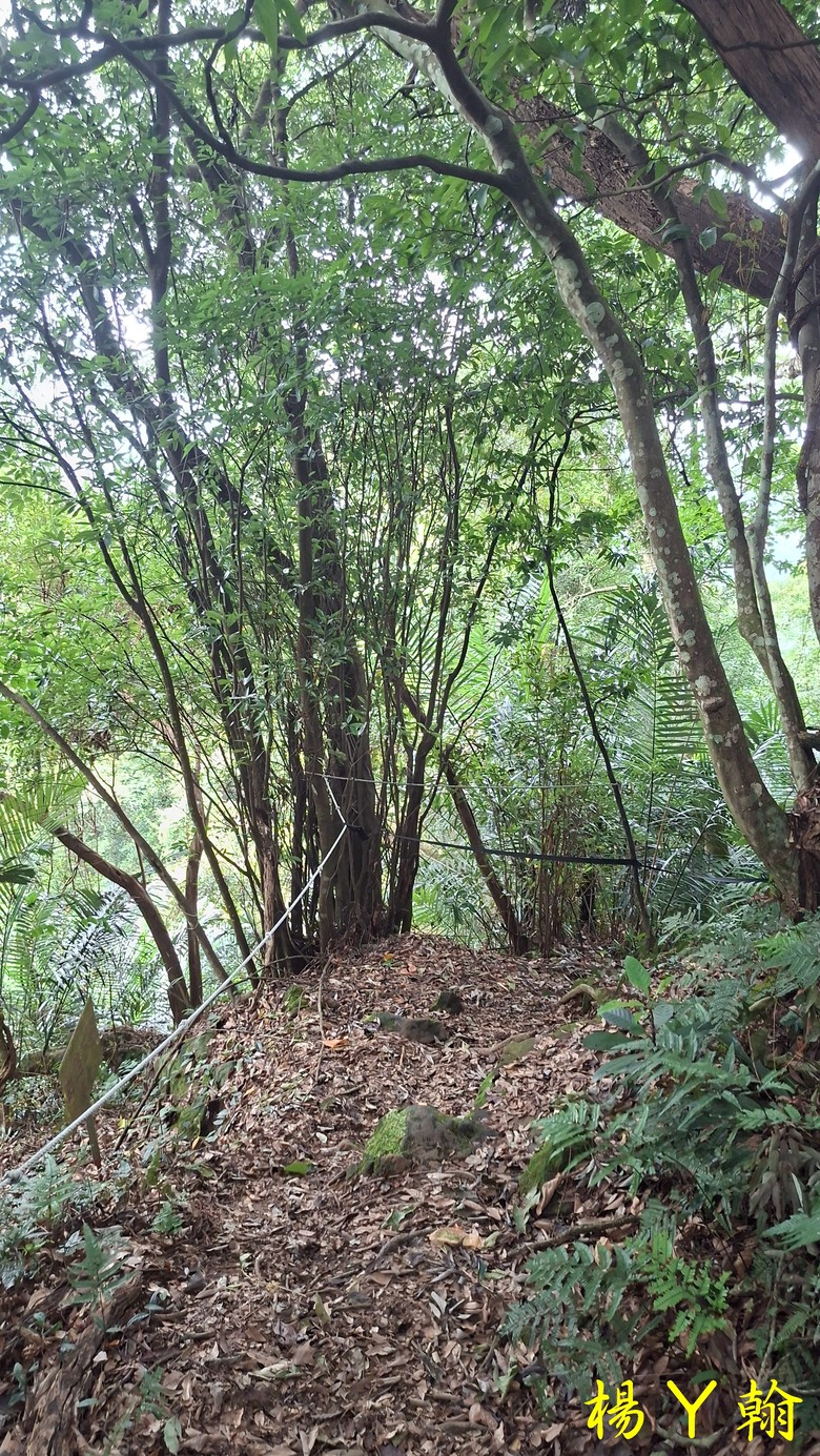 【森遊竹縣】新竹也有赤柯山？ 關西赤柯山、東獅頭山步道，山林中挑戰好漢坡