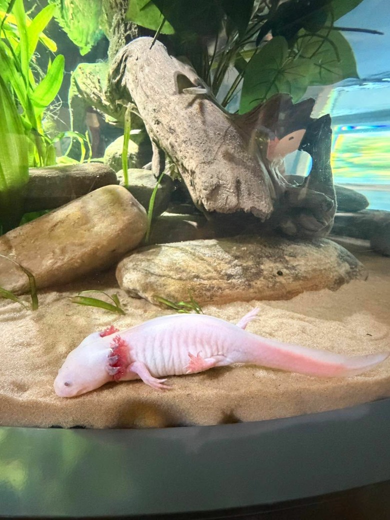 溫哥華親子景點-溫哥華水族館Vancouver Aquarium