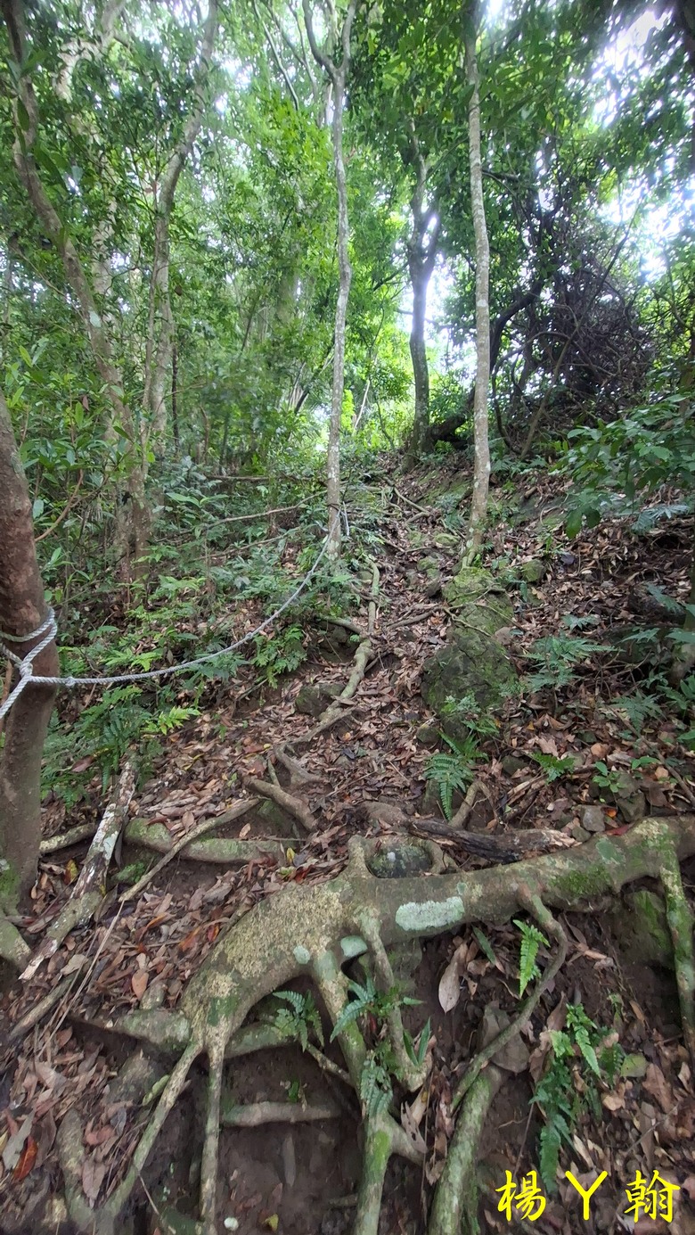 【森遊竹縣】新竹也有赤柯山？ 關西赤柯山、東獅頭山步道，山林中挑戰好漢坡