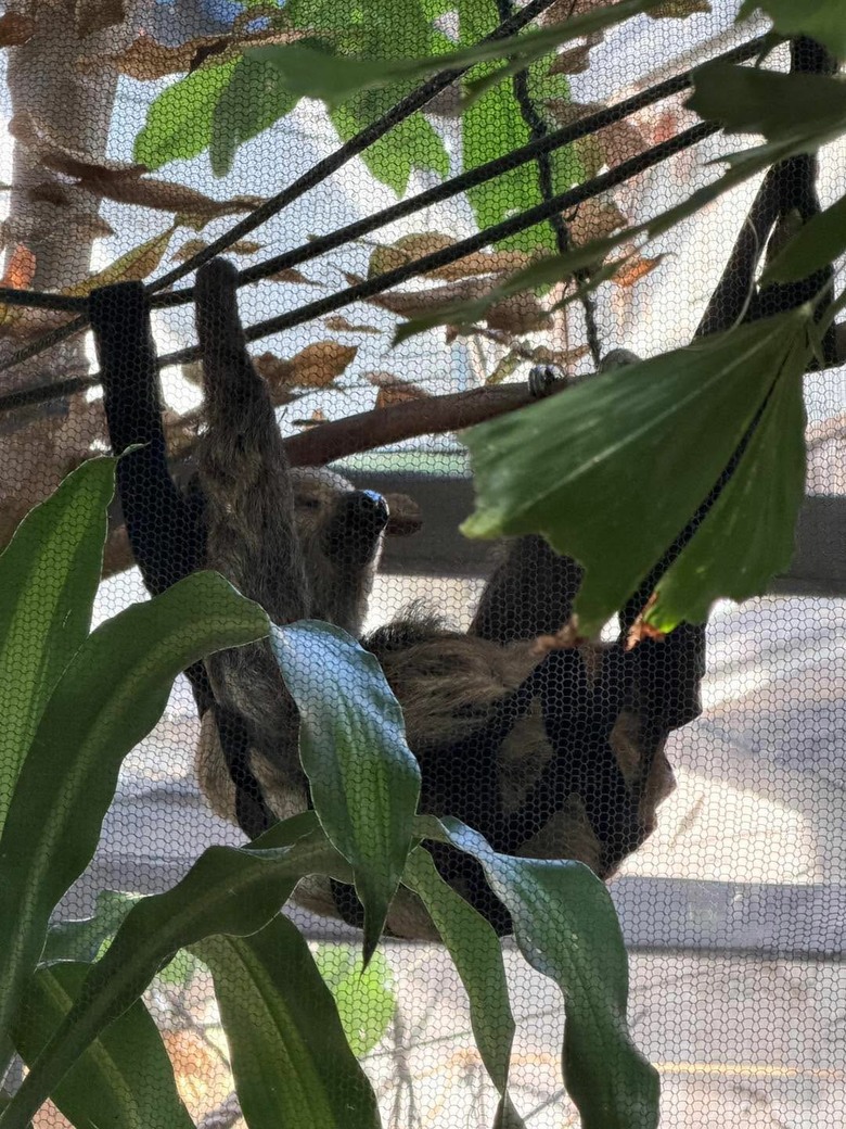 溫哥華親子景點-溫哥華水族館Vancouver Aquarium