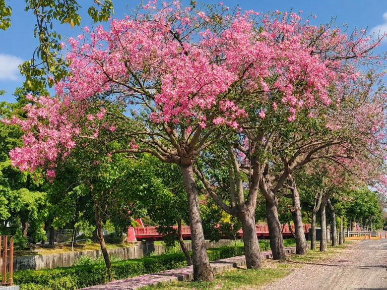 秋天限定雙色花景!北斗河濱公園美人樹粉紅花海開始現蹤!