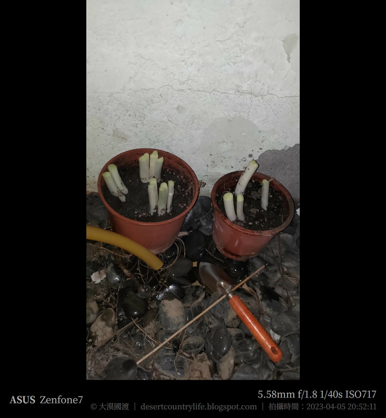 點我看大圖 【都市小農】辛香料自己來,吃多少用多少 | 青蔥 - 大漠國渡