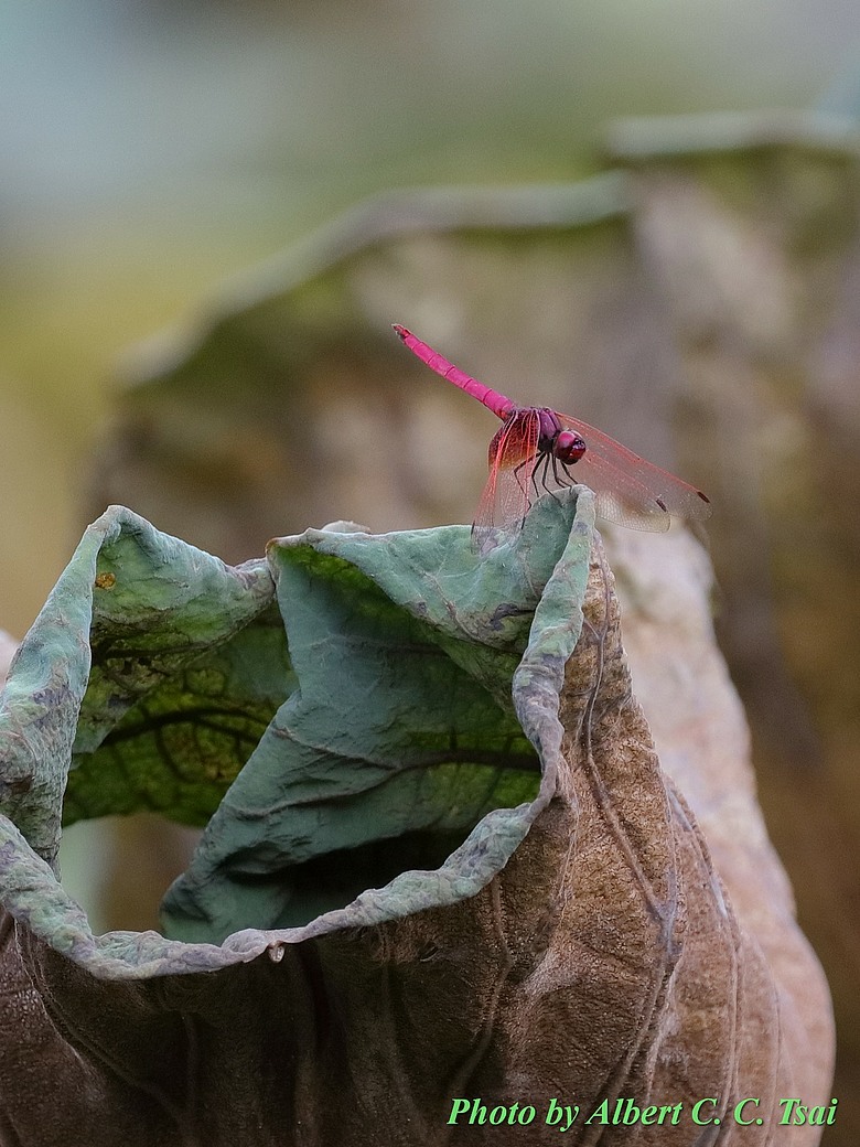 點我看大圖 【出水芙蓉】剛柔並濟的荷塘光影:當 5DS R + EF 100-400mm 遇上 5D4 + EF 70-300mm —— 一場植物園荷花池畔的雙機修行