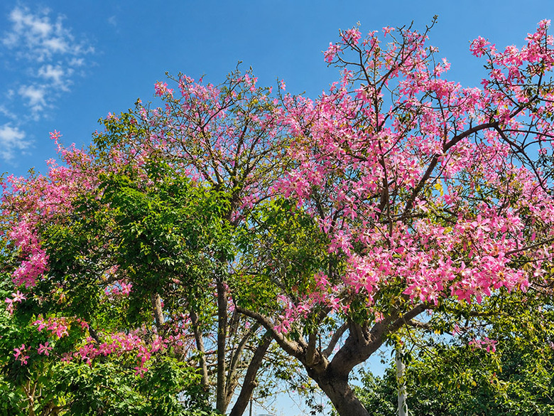 秋天限定雙色花景！北斗河濱公園美人樹粉紅花海開始現蹤！