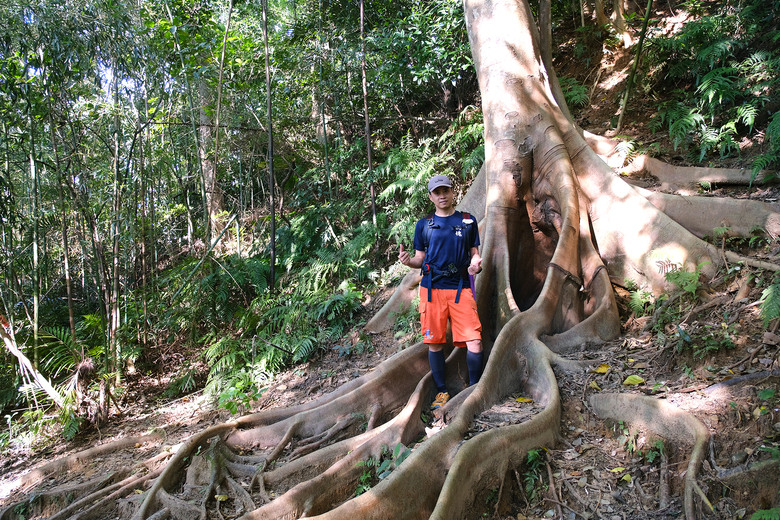 點我看大圖 【新竹飛鳳山】石壁潭山・中坑山・少見美麗大板根樹