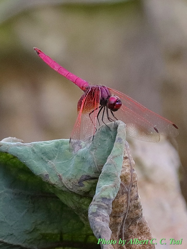 點我看大圖 【出水芙蓉】剛柔並濟的荷塘光影:當 5DS R + EF 100-400mm 遇上 5D4 + EF 70-300mm —— 一場植物園荷花池畔的雙機修行