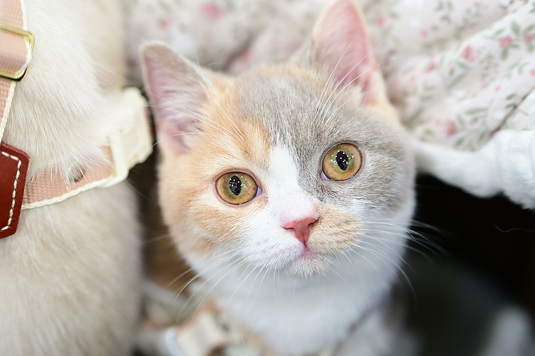 Nikon 70-200mm F2.8 SII的貓、喵、咪。
