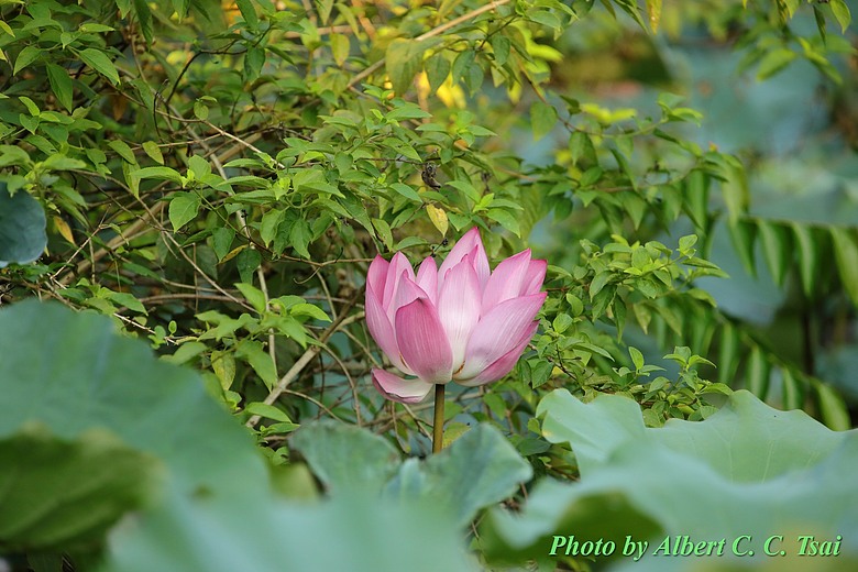 點我看大圖 【出水芙蓉】剛柔並濟的荷塘光影:當 5DS R + EF 100-400mm 遇上 5D4 + EF 70-300mm —— 一場植物園荷花池畔的雙機修行