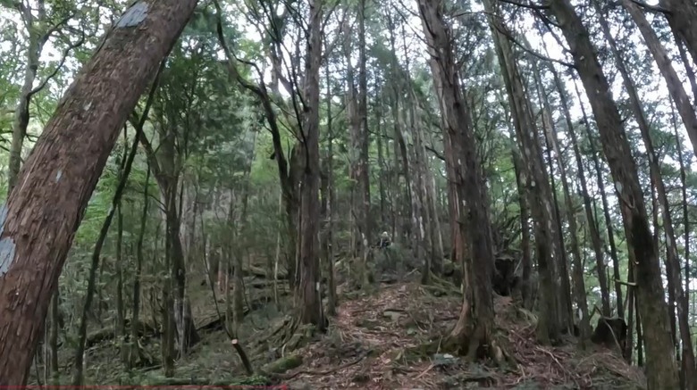 【谷關七雄】單日「蝶夢八唐」到底多硬？走完蝴蝶谷，經過夢幻谷，以為陡完八仙山就解脫？