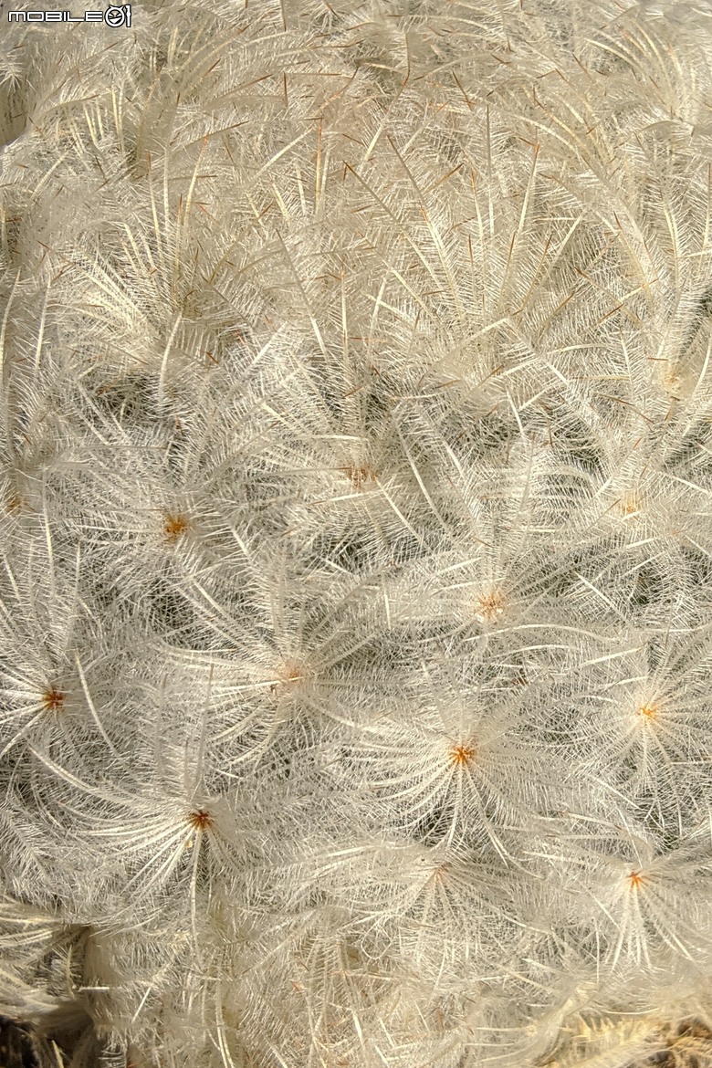 五爪木+毛氈苔+白冰秋海棠+白星... 台南市歸仁區七甲花卉區 09/28