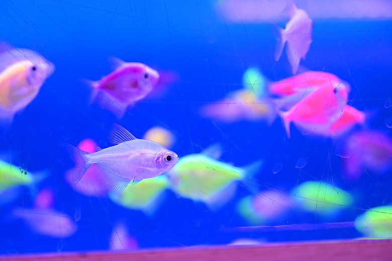 Nikon Z5IIC+24-105mm kit組拍魚、非常多的魚開箱