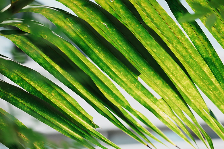 點我看大圖 Sony FE 400mm F4.5 GM / FE 600mm F6.3 GM 雙鏡評測|1 公斤不到的超望遠,重新定義手持大砲!