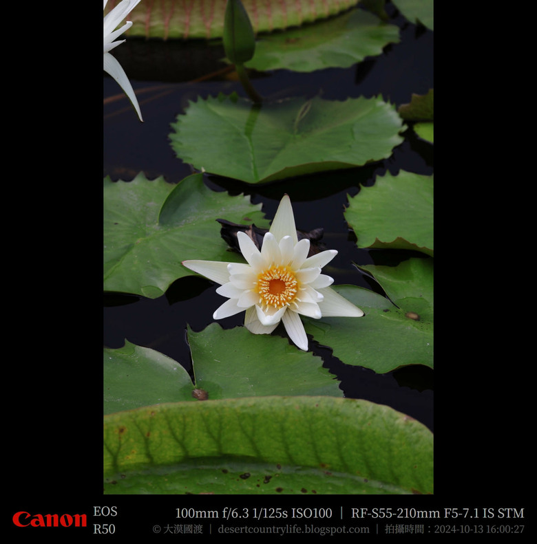 【遊記】奇萊山腳下享受「山水、稻香、鳥鳴、花艷」，蓮城蓮花園 ｜ 大漠國渡