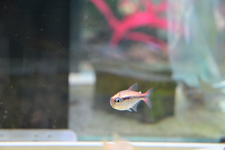Nikon Z5IIC+24-105mm kit組拍魚、非常多的魚開箱