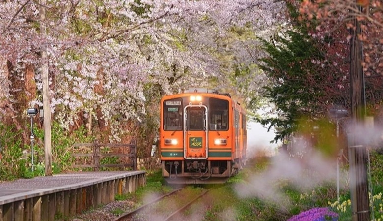 賞櫻+觀光列車，有人有跟過這種行程嗎？