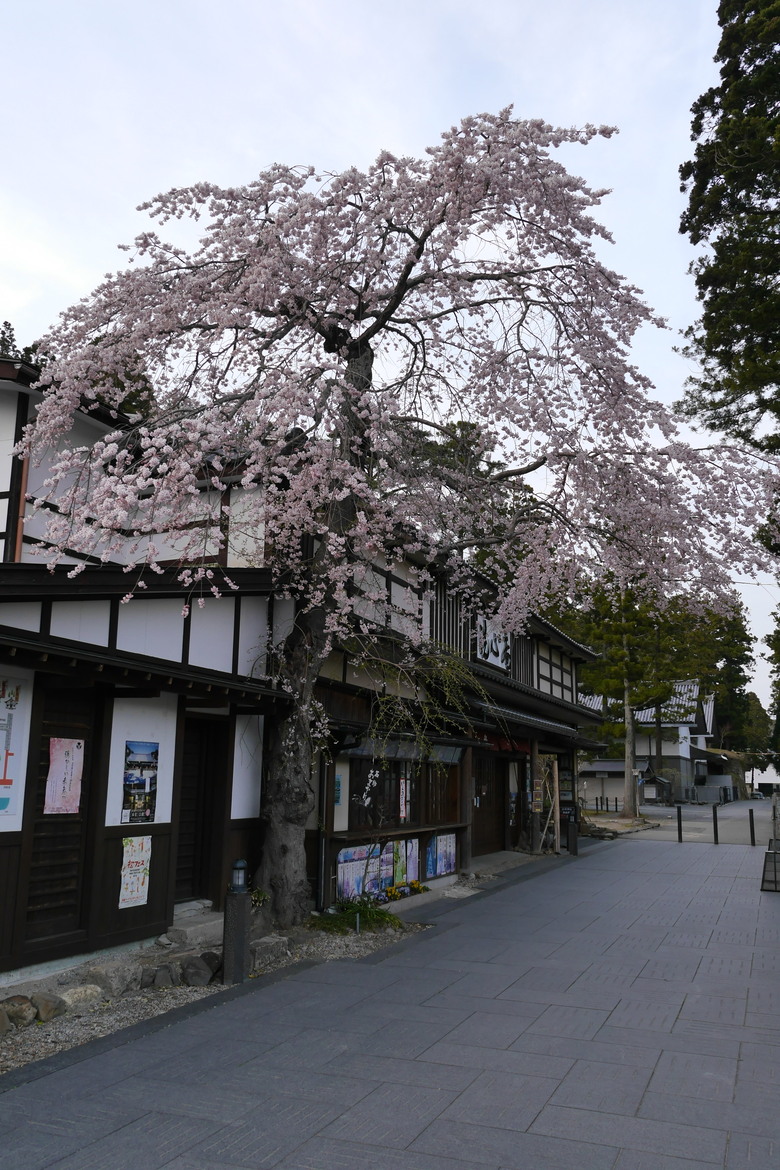 宮城縣旅遊紀錄 松島海岸