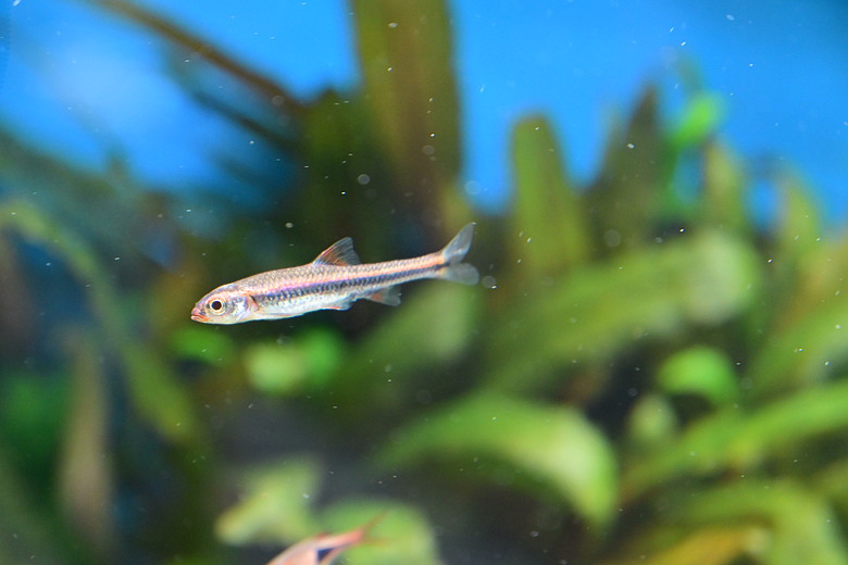 Nikon Z5IIC+24-105mm kit組拍魚、非常多的魚開箱