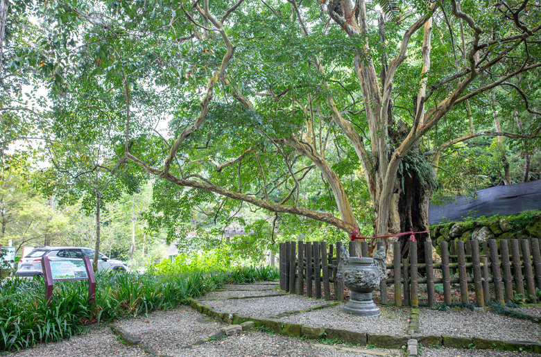 點我看大圖 走進雲嘉交界的秘境:草嶺小天梯、萬年峽谷地質奇景與在地美食的一日散策