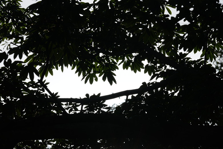 點我看大圖 Sony FE 400mm F4.5 GM / FE 600mm F6.3 GM 雙鏡評測|1 公斤不到的超望遠,重新定義手持大砲!