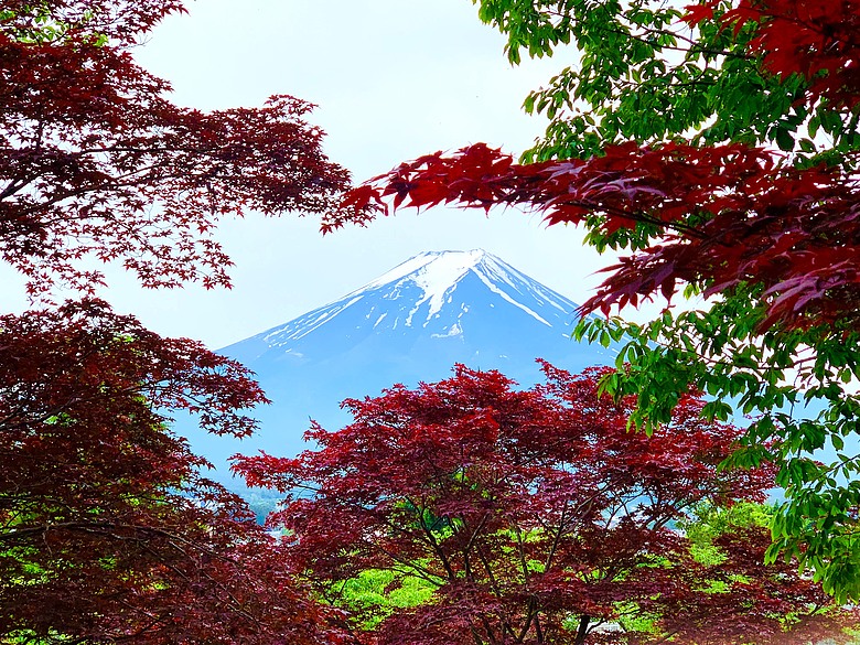 ＜日本＞2024～新倉富士淺間神社賞富士山、河口湖纜車及遊湖、和食山彥午餐