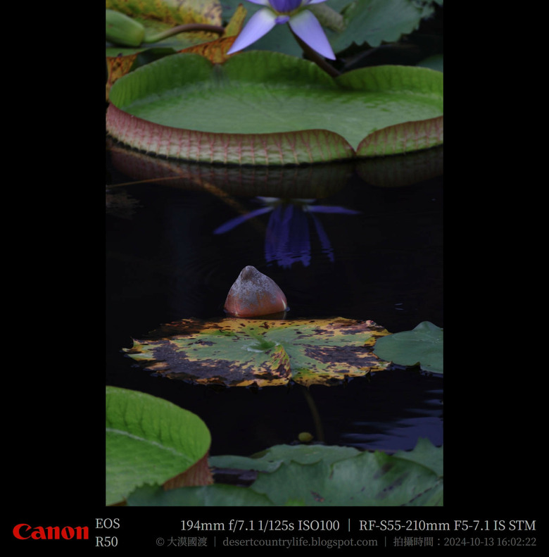 【遊記】奇萊山腳下享受「山水、稻香、鳥鳴、花艷」，蓮城蓮花園 ｜ 大漠國渡