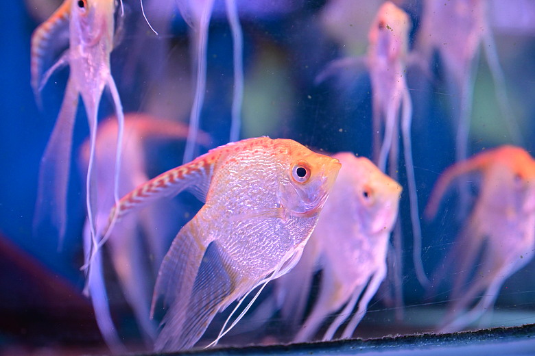 Nikon Z5IIC+24-105mm kit組拍魚、非常多的魚開箱
