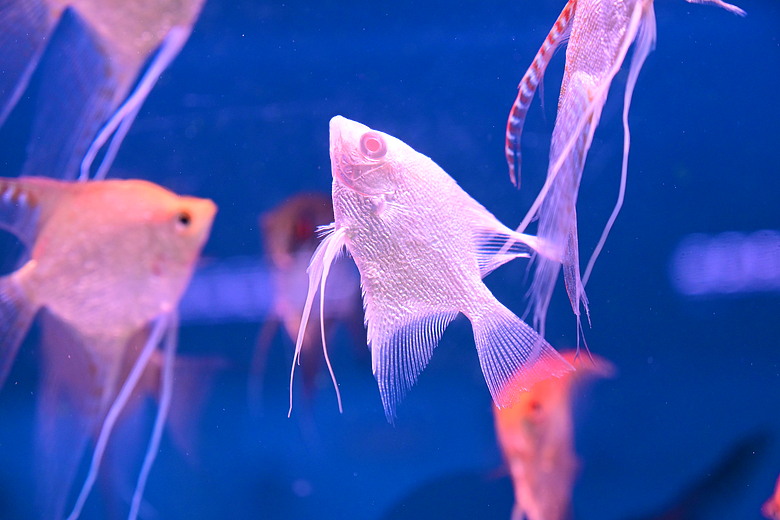 Nikon Z5IIC+24-105mm kit組拍魚、非常多的魚開箱