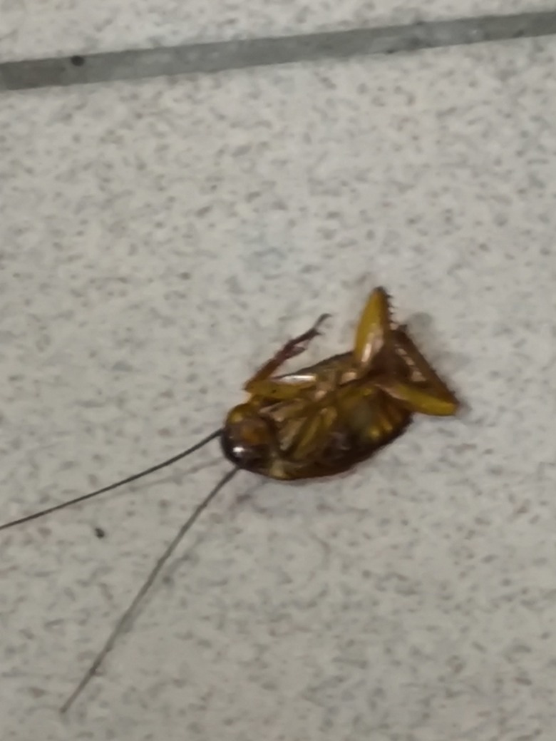 這是蟑螂嗎??